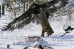 480_eagle-vs-fox.jpg