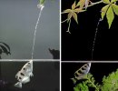 Archerfish-Tunes-its-Shot-Power-to-the-Prey-Size-2.jpg