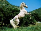 horse_03_800.jpg