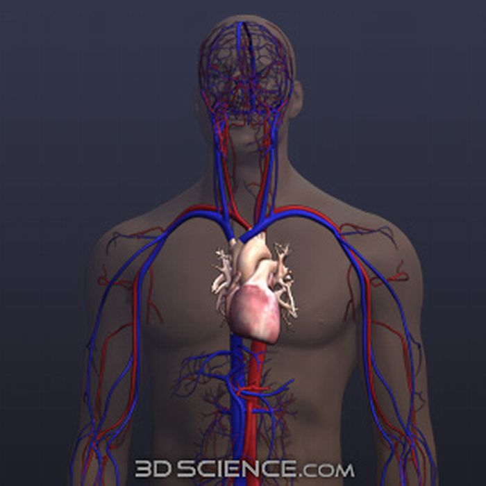 3d_model_anat_male_circulatory_web1.JPG