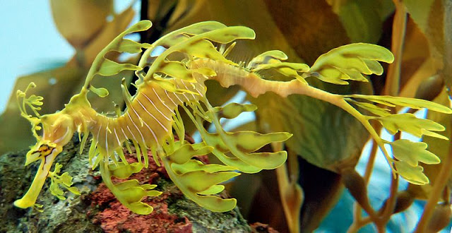 800px-Leafy_Seadragon_Phycodurus_eques_2500px_PLW_edit.jpg