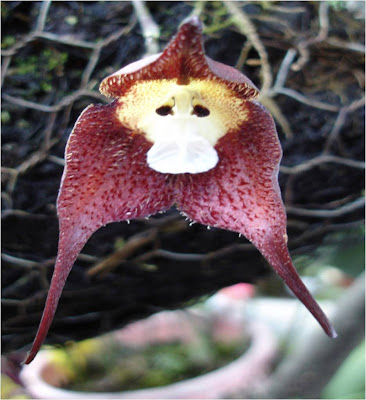 monkey+orchid+6.jpg