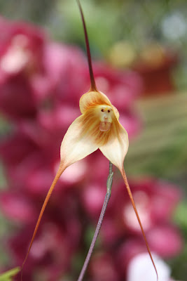 monkey+orchid+1.jpg