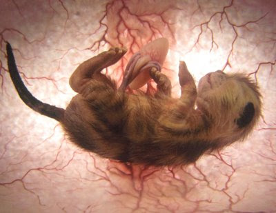 cat-womb-pic1.jpg