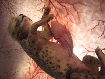 cat-womb-pic3.jpg