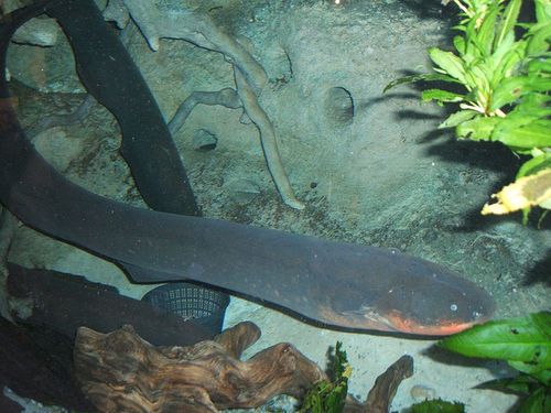 800px-Electric-eel2.jpg