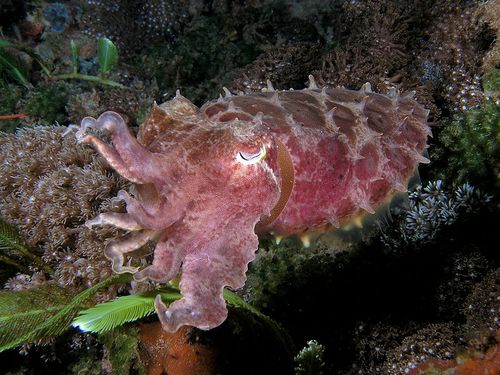799px-Sepia_latimanus_Reef_cuttlefish_dark_coloration-1.jpg