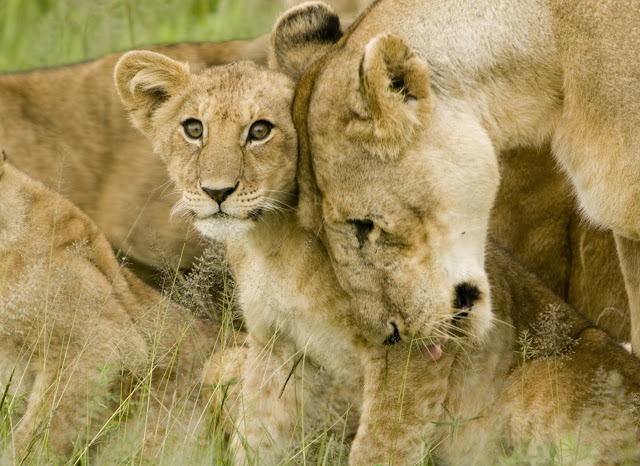 Lion_cub_with_mother.jpg