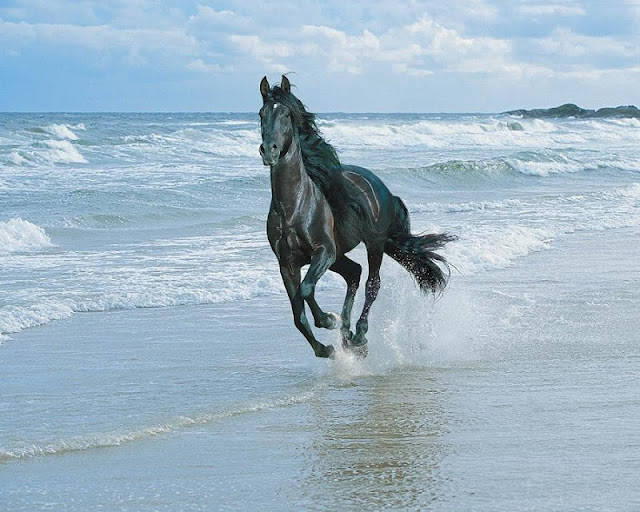 Horse+-+Beautiful+Desktop+WallPapers+%25288%2529.jpg