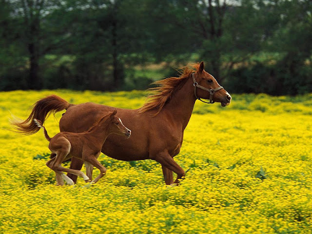 Horse+-+Beautiful+Desktop+WallPapers+%252810%2529.jpg