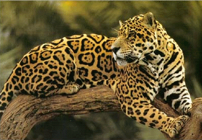 jaguar.gif