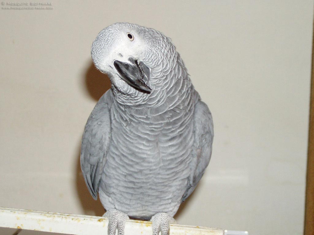 african-grey-Parrot-23.jpg