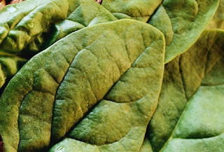 dark+grrn+leaf.jpg