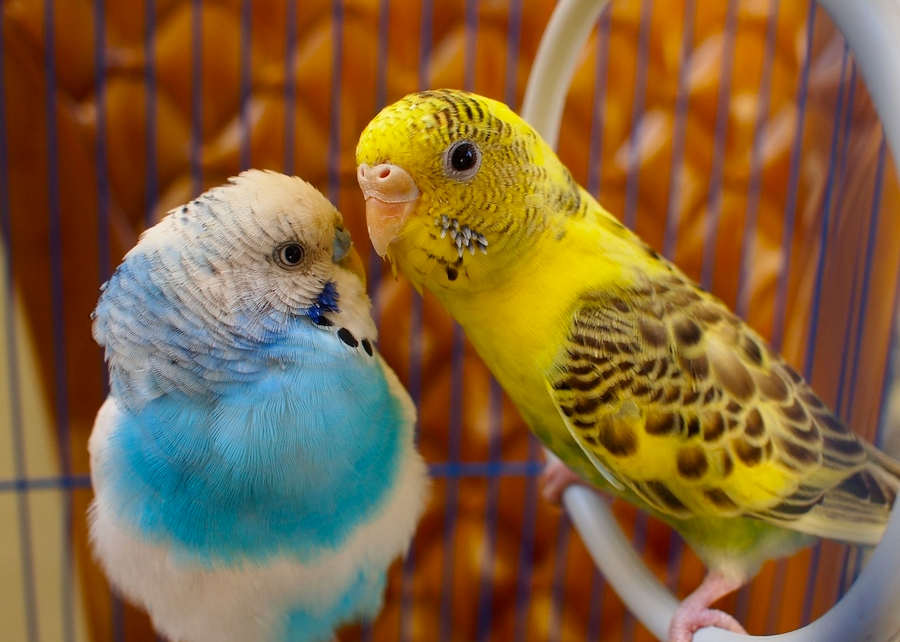 beautiful-love-birds-wallpapers32.jpg