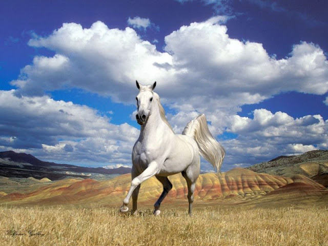 Horse+-+Beautiful+Desktop+WallPapers+%25283%2529.jpg