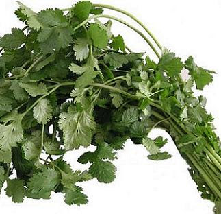 coriander%20stalks%20and%20leaves.JPG