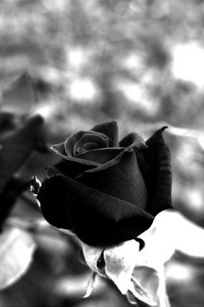 black_rose_by_dbdaman.jpg
