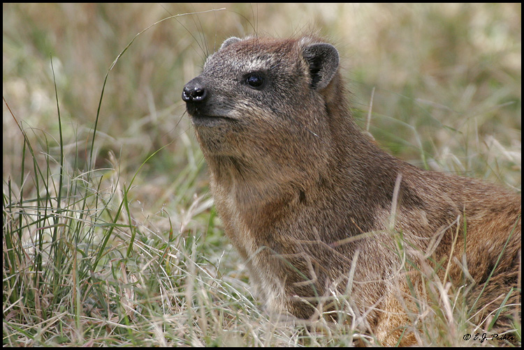 TZ_RockHyrax03.jpg