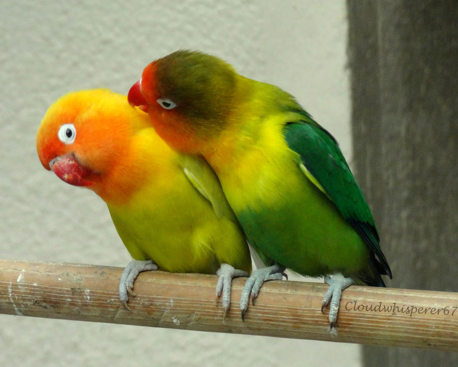 kiss_me_if_you_can______masked_lovebirds_by_cloudwhisperer67-d5e0ql6.jpg