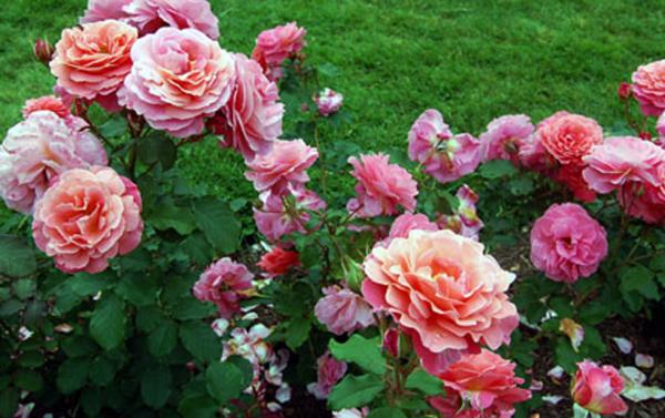 beautiful-roses-jacqueline-dagenais.jpg