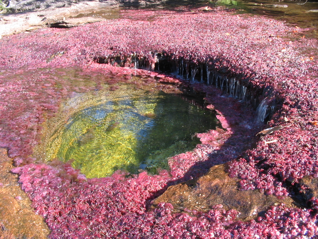 cano-cristales-084.jpg