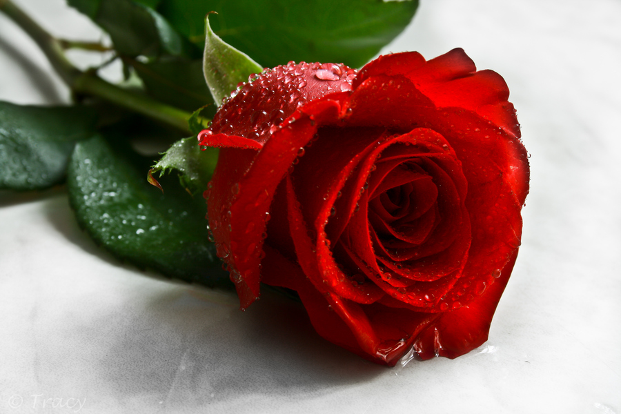 Happy-Valentines-Red-Rose-Tracy-Hall.jpg