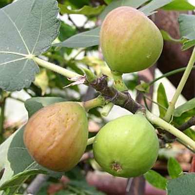 Ficus%20carica.jpg