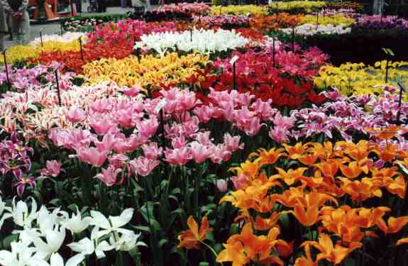 43_tulipes_au_kukenhof.jpg