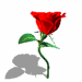 Dancing-flower-Rose-animation.gif