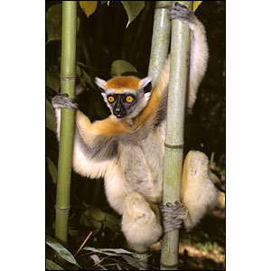 _41117124_lemurs_bbc300.jpg