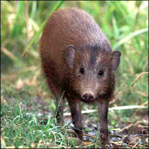 _41117128_pygmyhog_bbc.jgg.jpg