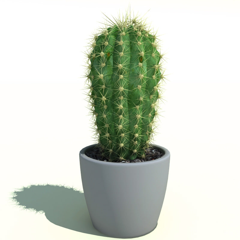 Cactus_Cleistocactus_starausii_1.jpg1c2d61b3-be51-423c-9c00-652ae1b4d4f9Original.jpg