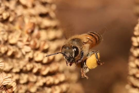 800px-Apis_mellifera_flying1.jpg