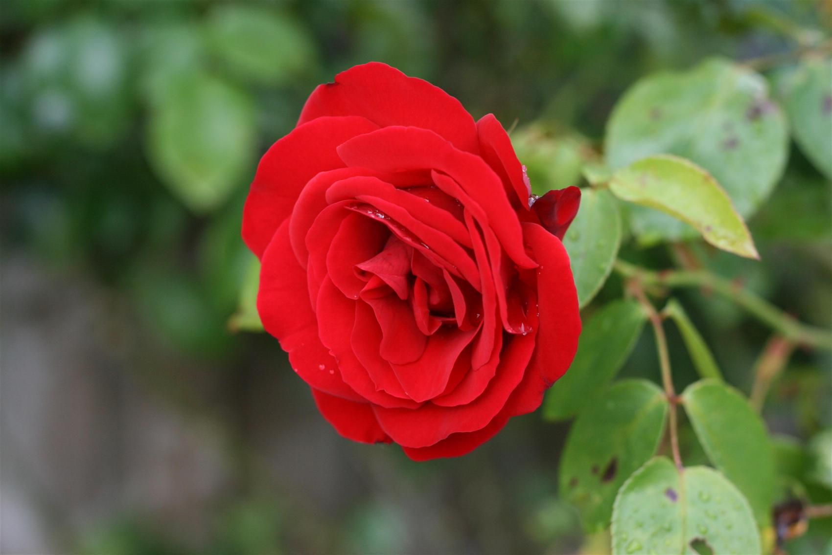 Red_Rosa_damascena_%D9%88%D8%B1%D8%AF_%D8%AC%D9%88%D8%B1%D9%8A.JPG