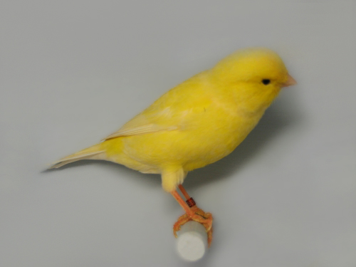 Canari_jaune_lipochrome_schimmel.jpg