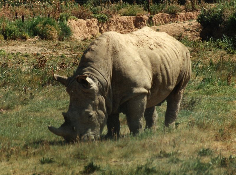 800px-Rhinoceros.jpg