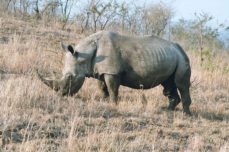 800px-Rhinoceros_male_2003.jpg