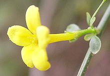 220px-Jasminum_fruticans_a.JPG