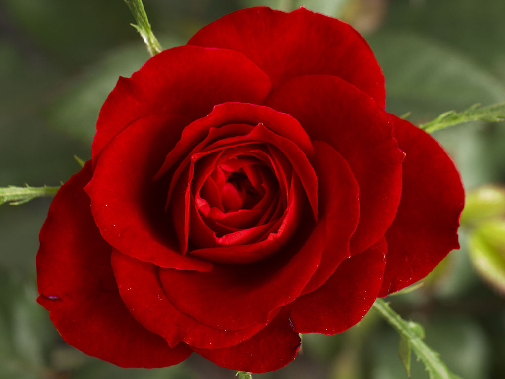 1024px-Small_Red_Rose.JPG