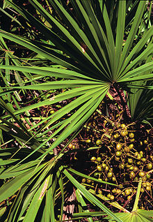 220px-Serenoa_repens_USDA1.jpg