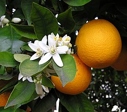 250px-OrangeBloss_wb.jpg