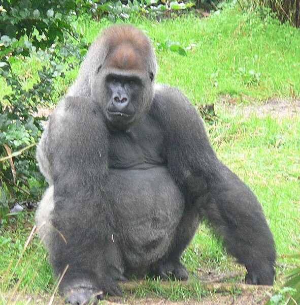 591px-Male_silverback_Gorilla.JPG