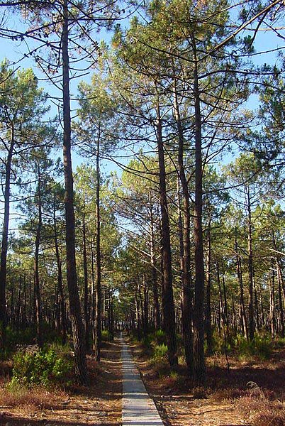 402px-Pinus_pinaster.jpg