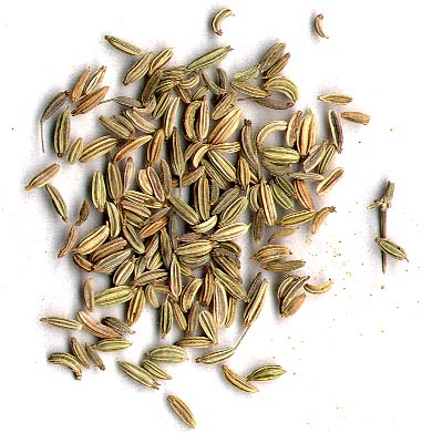 fennel.lrg.jpg