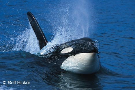 orca-wal_4254.jpg