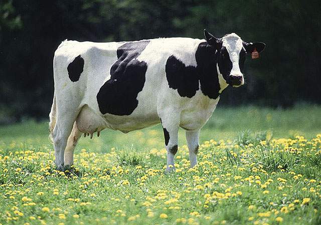 dairy_cow.jpg
