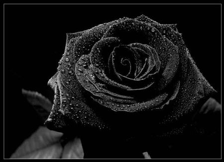 blackflower2.jpg