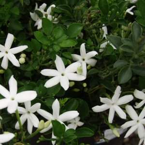 Jasminum_angulare1.JPG