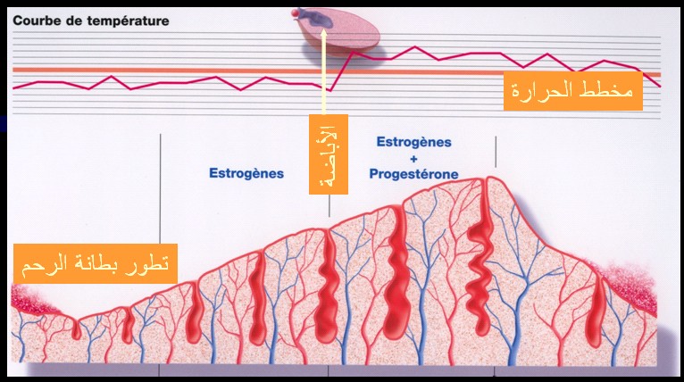 CYCL%20ENDOMETRE%20AR.jpg