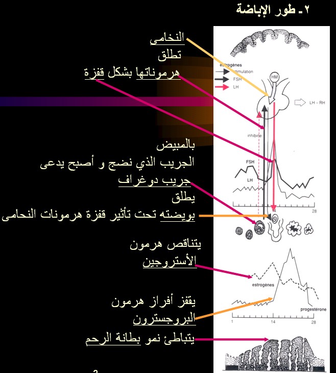 cycl%20PHASE%20OVULATOIR.jpg